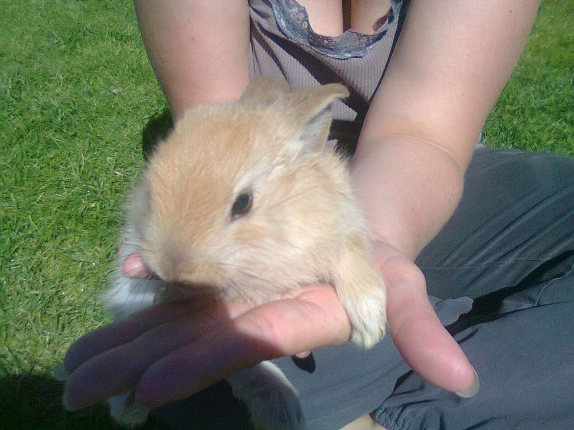 Kanin Perle billede 7