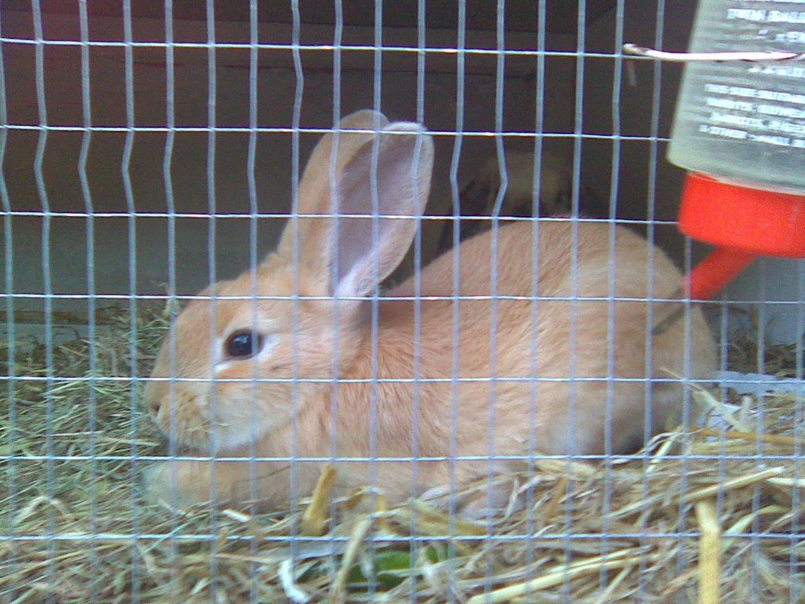 Kanin Perle billede 8