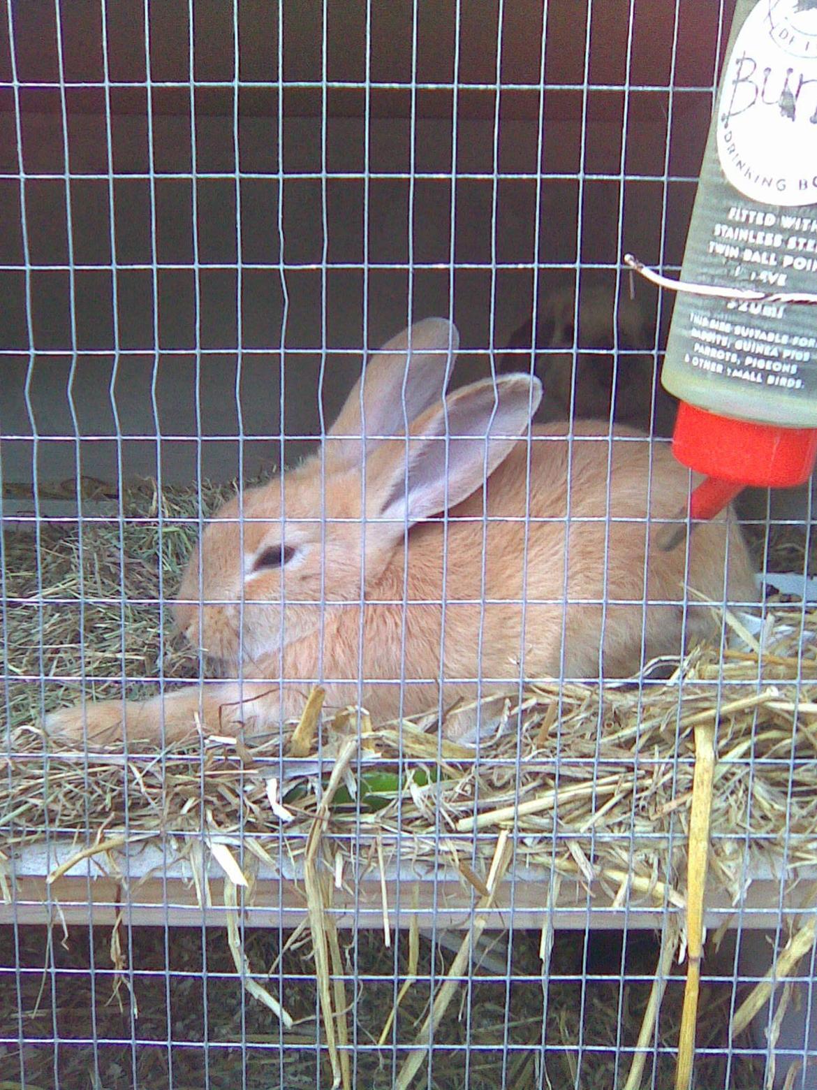 Kanin Perle billede 9