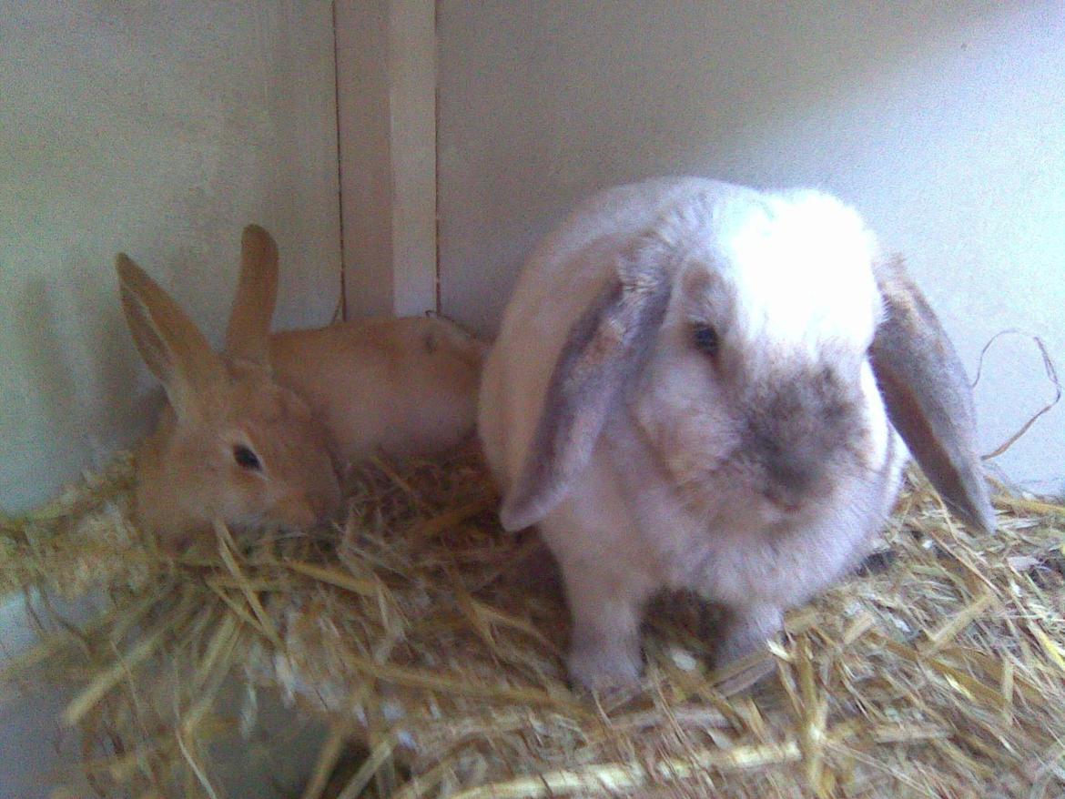 Kanin Perle billede 10