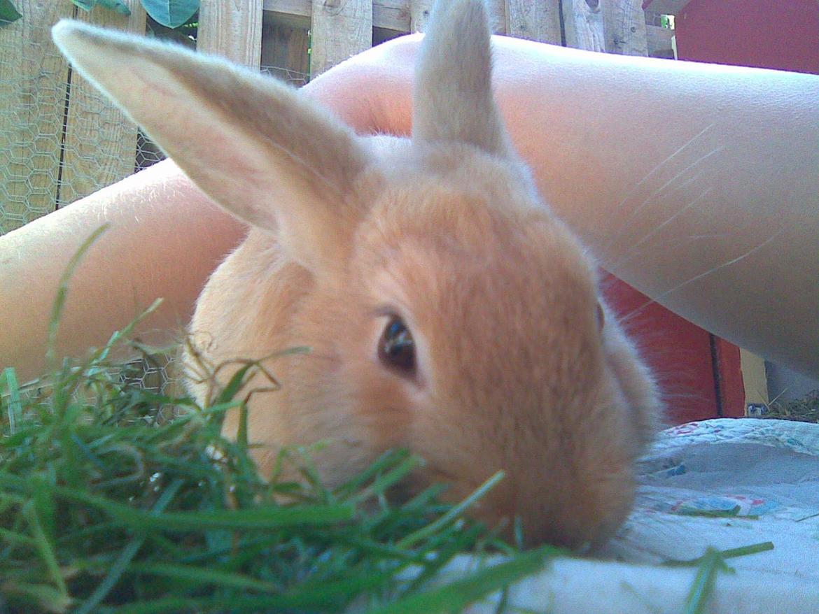 Kanin Perle - mmmm... græs... billede 11
