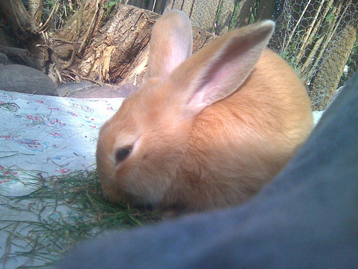 Kanin Perle - mums... billede 12