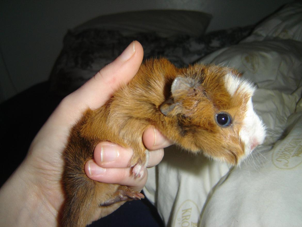 Marsvin Herakles billede 1