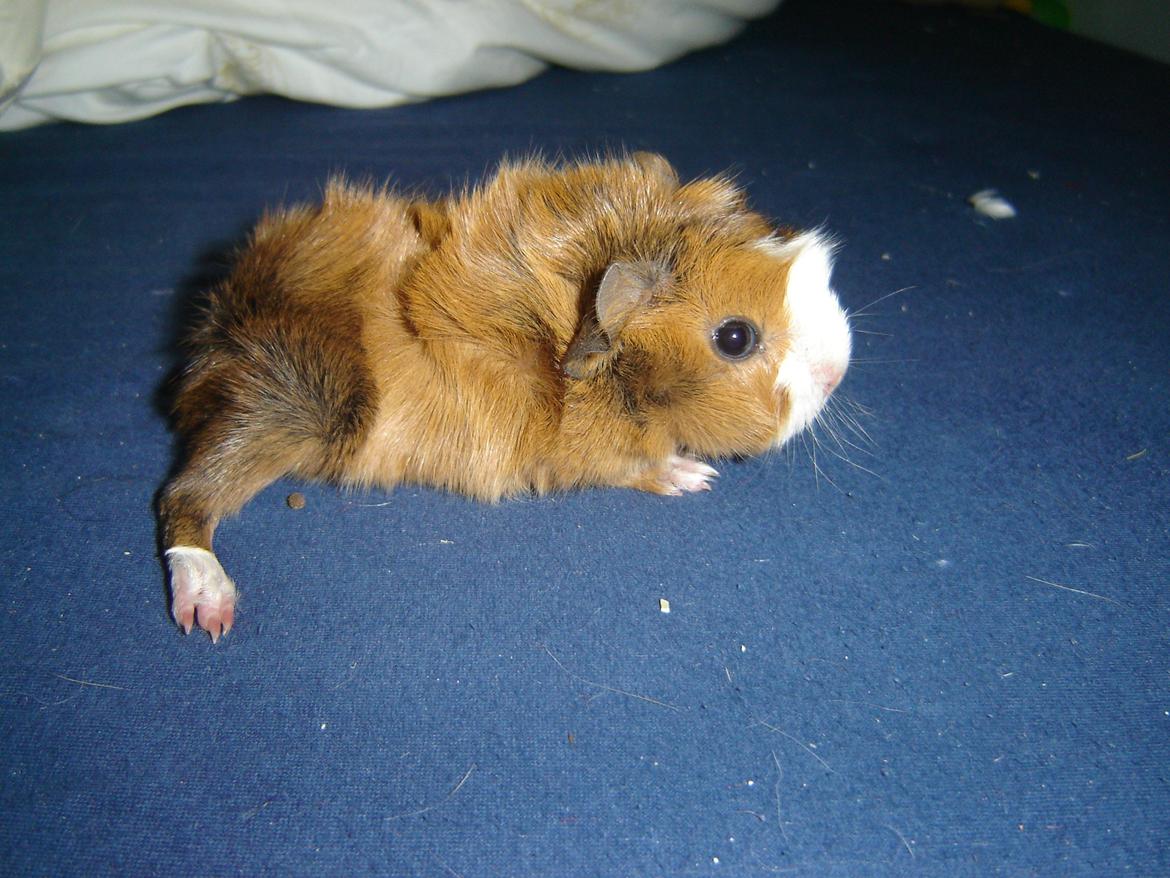 Marsvin Herakles billede 3