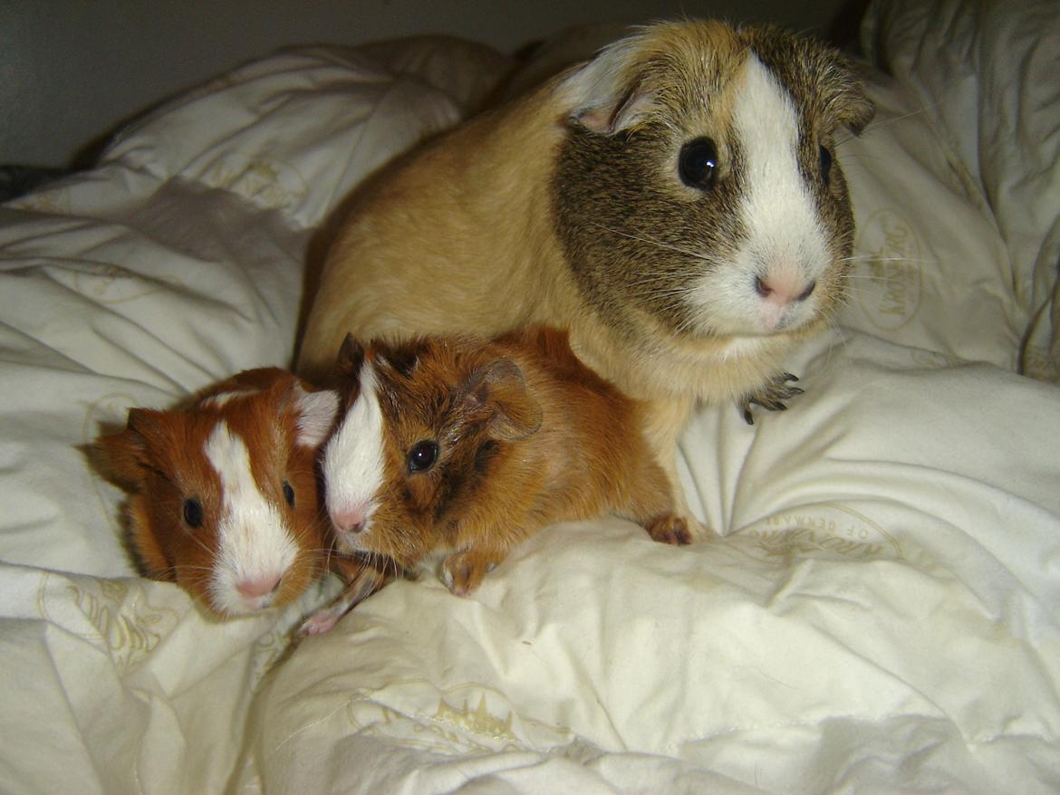 Marsvin Herakles billede 4