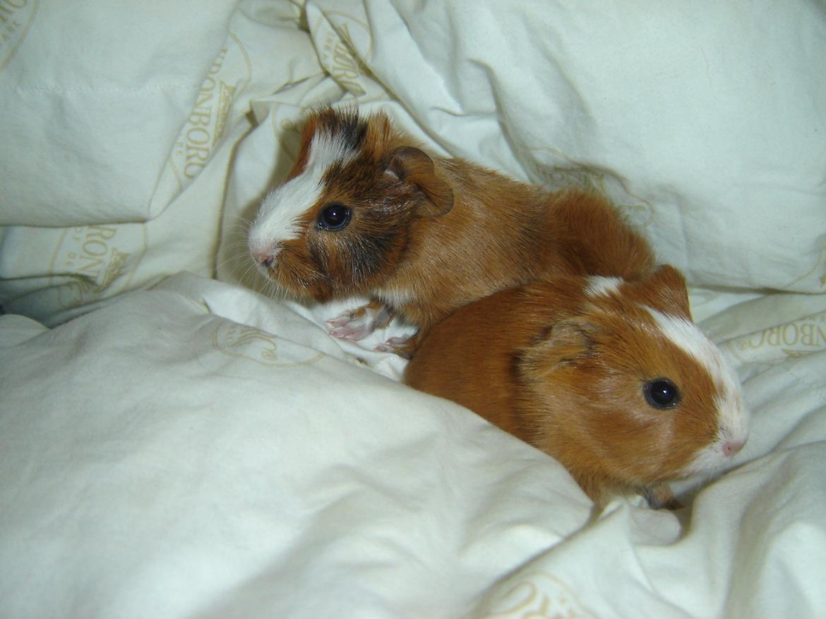 Marsvin Herakles billede 5