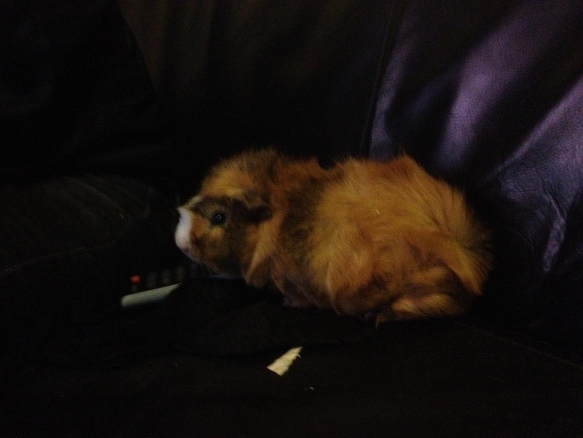 Marsvin Herakles billede 6