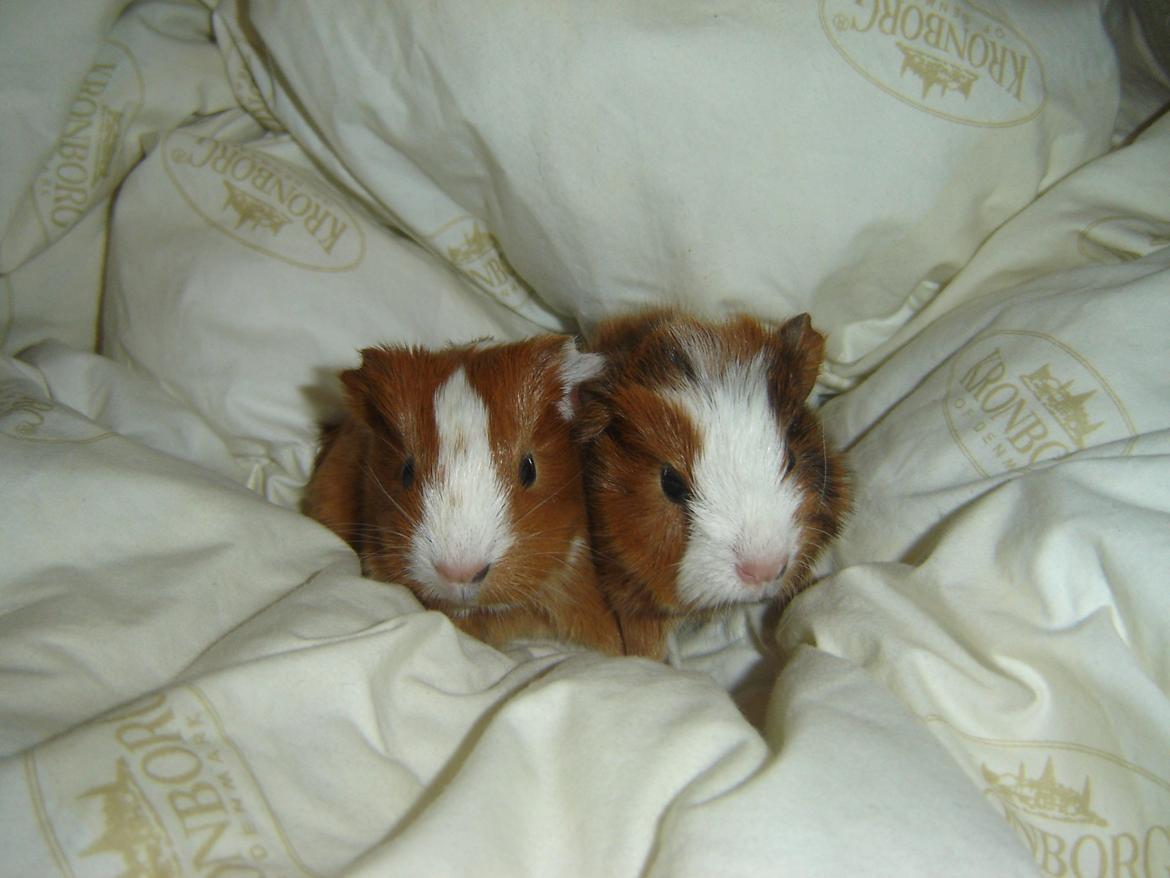 Marsvin Herakles billede 7