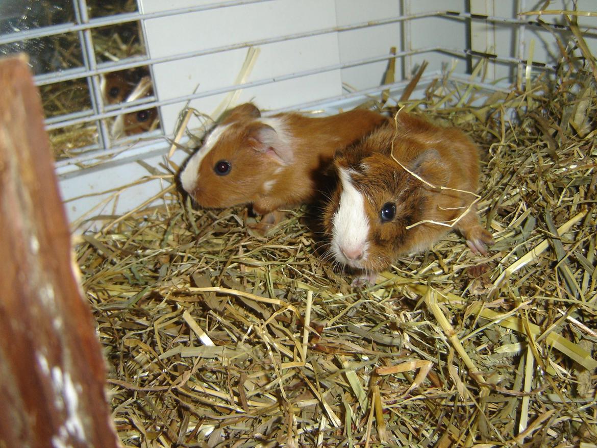 Marsvin Herakles billede 2