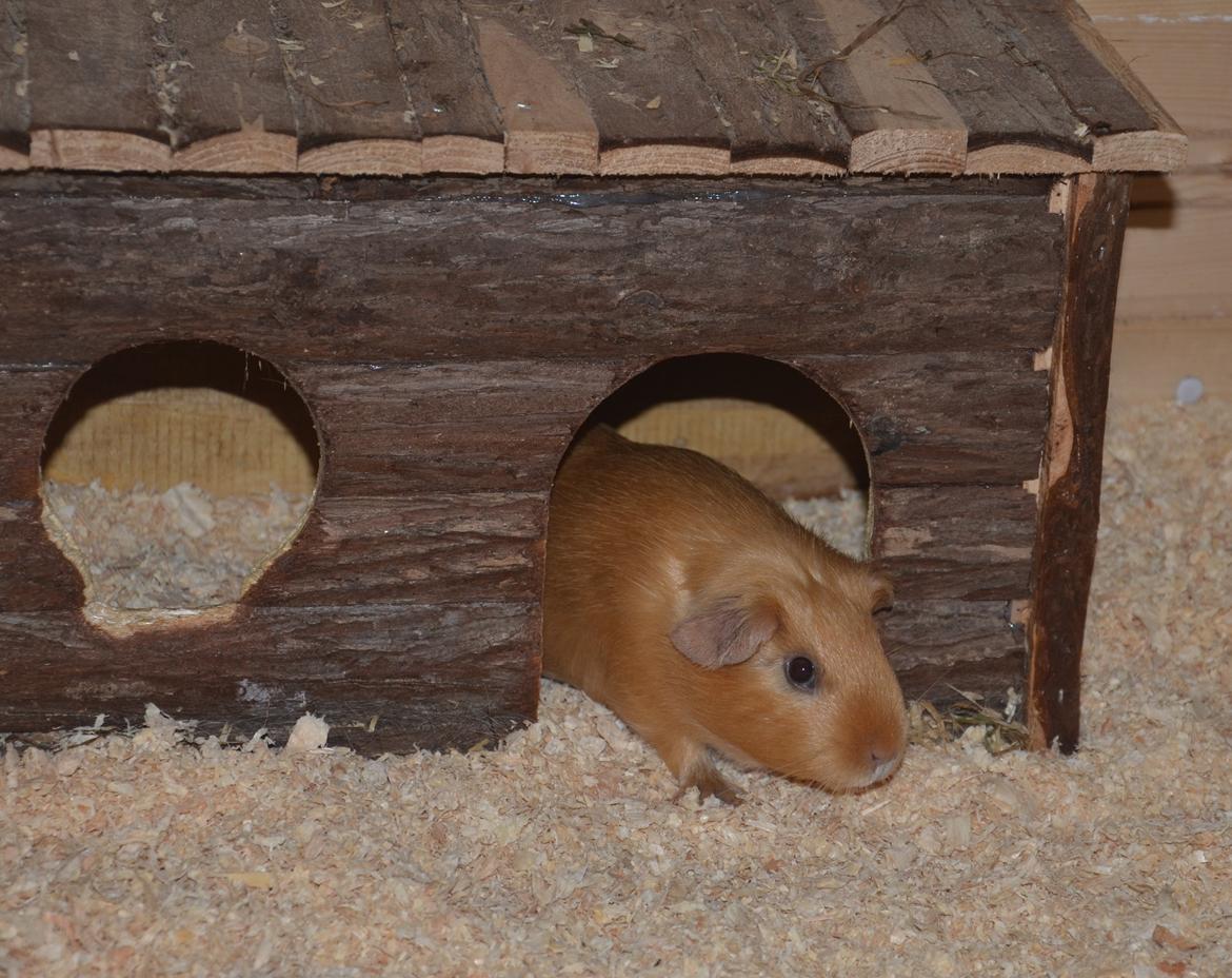 Marsvin Nelly Von Curia billede 17