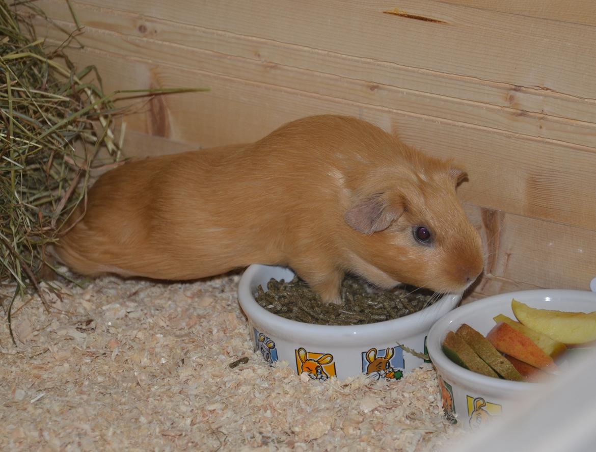 Marsvin Nelly Von Curia billede 18