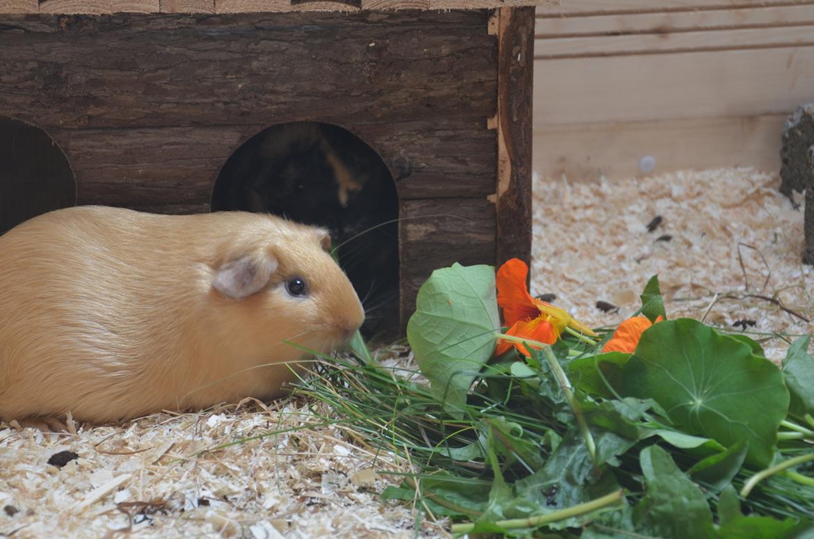 Marsvin Nelly Von Curia billede 19