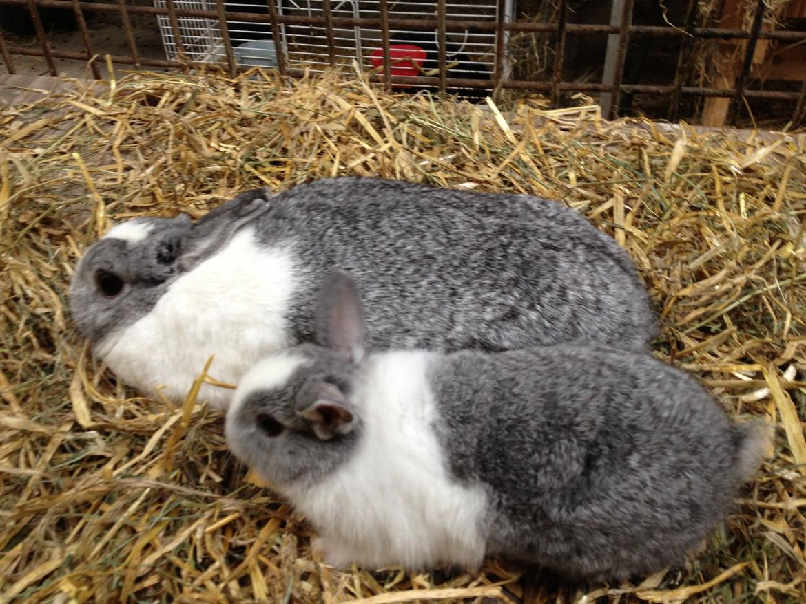 Kanin Hermine billede 1