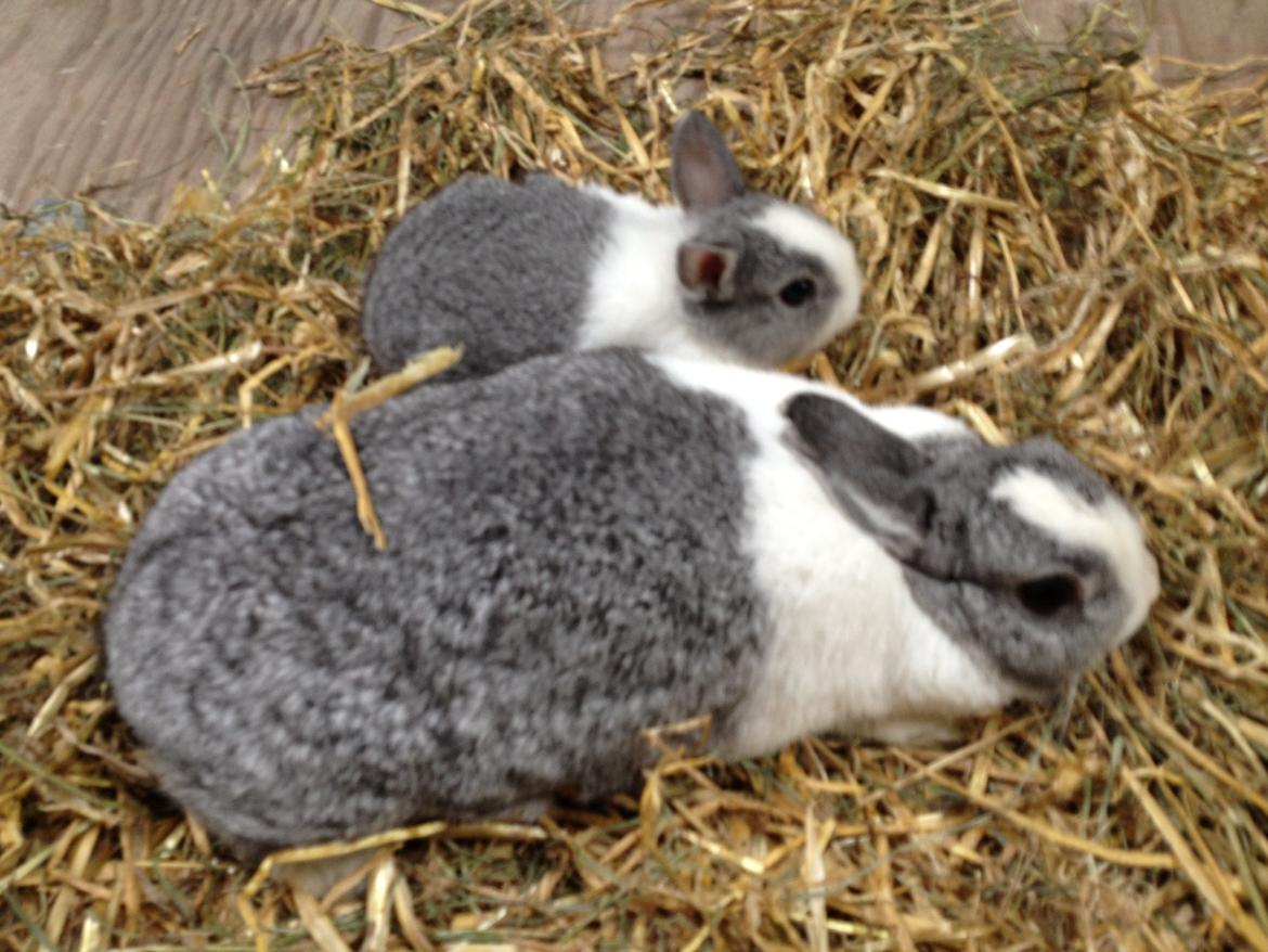 Kanin Hermine billede 2