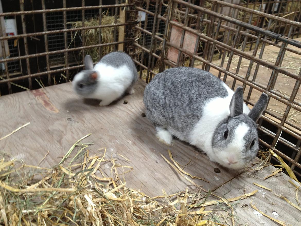 Kanin Hermine billede 3