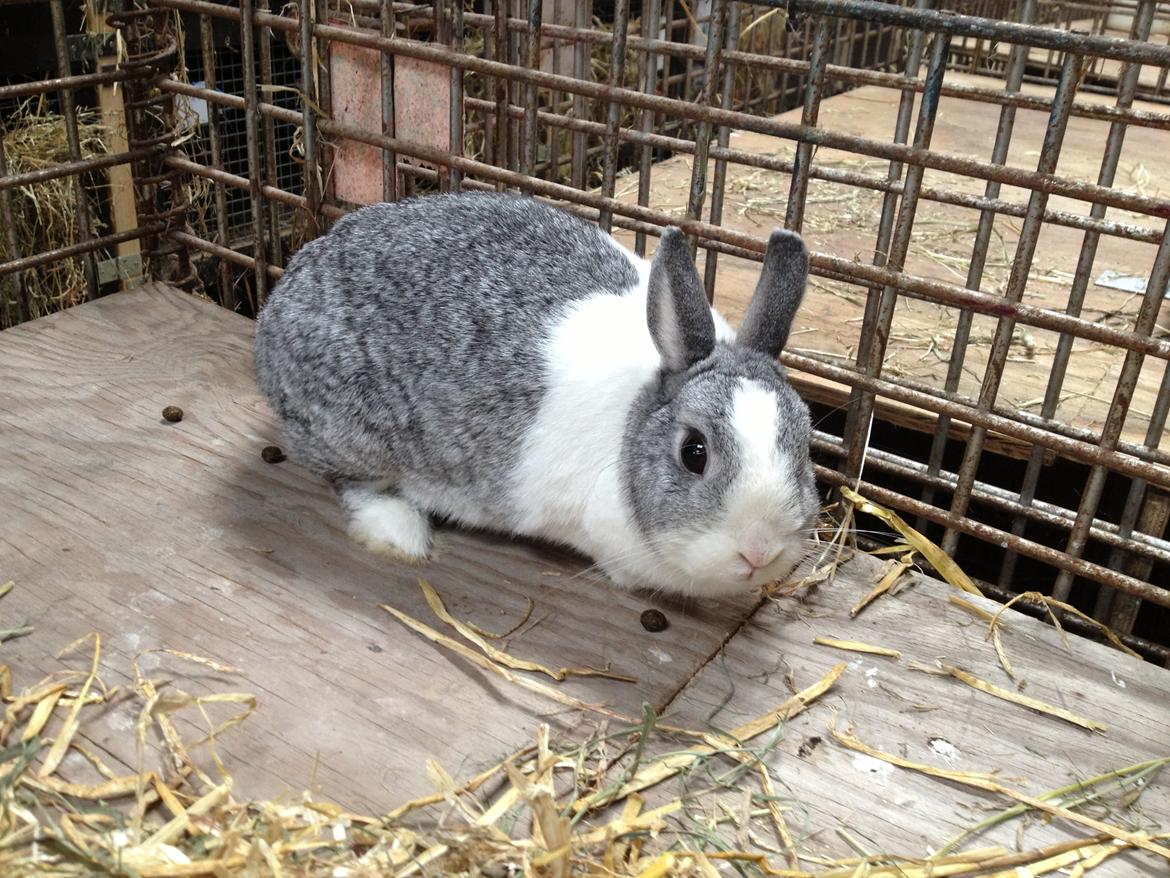 Kanin Hermine billede 4