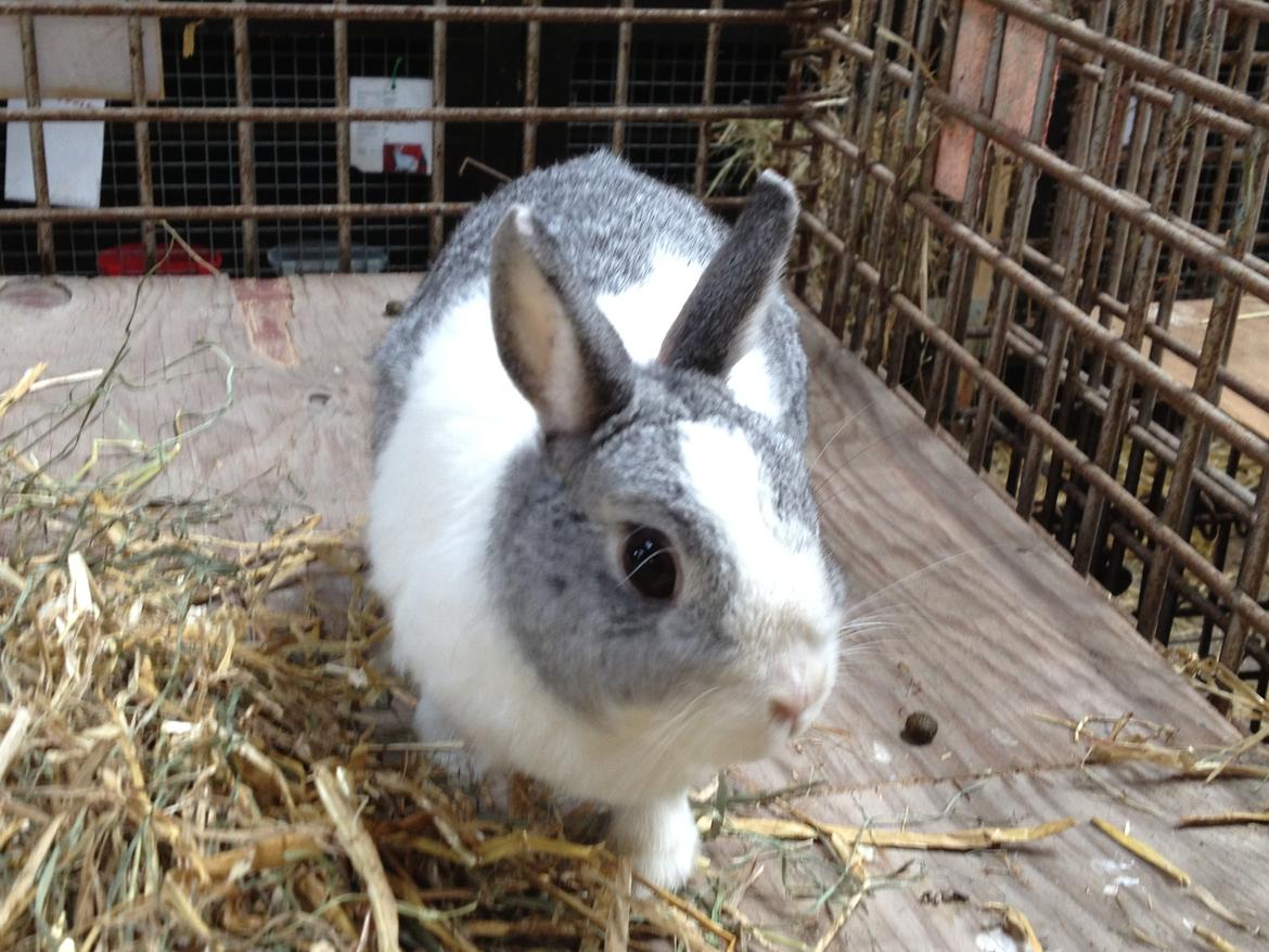 Kanin Hermine billede 5