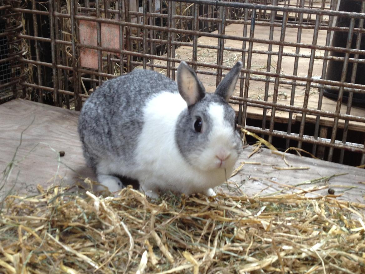 Kanin Hermine billede 6