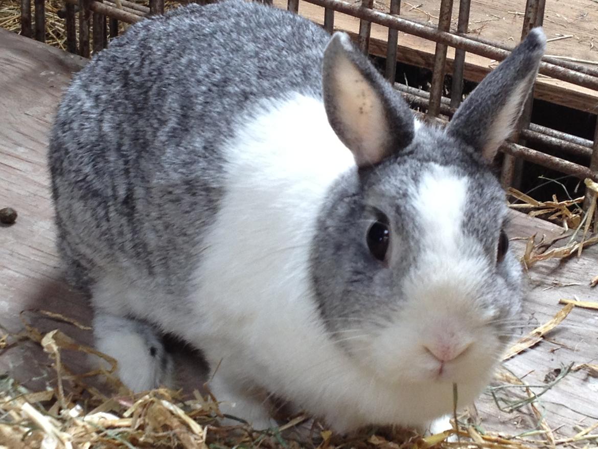 Kanin Hermine billede 7