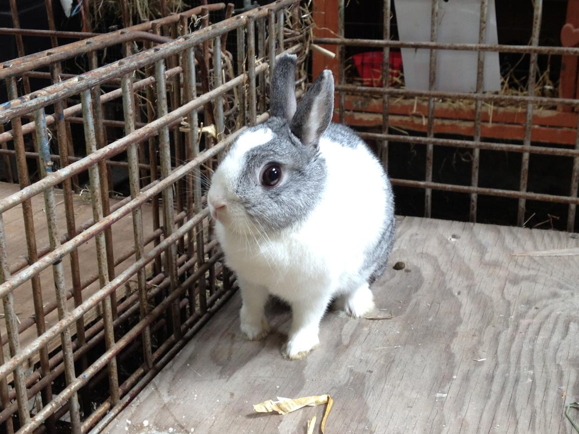 Kanin Hermine billede 8