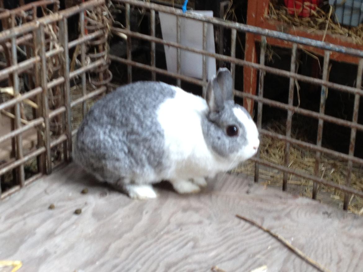 Kanin Hermine billede 9