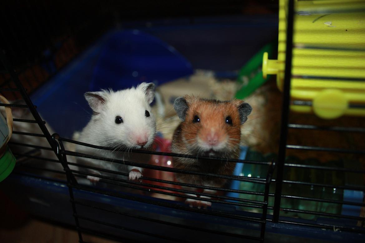 Hamster Chocolate Cookie Monster - Monster og hans bror Fluffy :D
D.18.09.12 billede 14