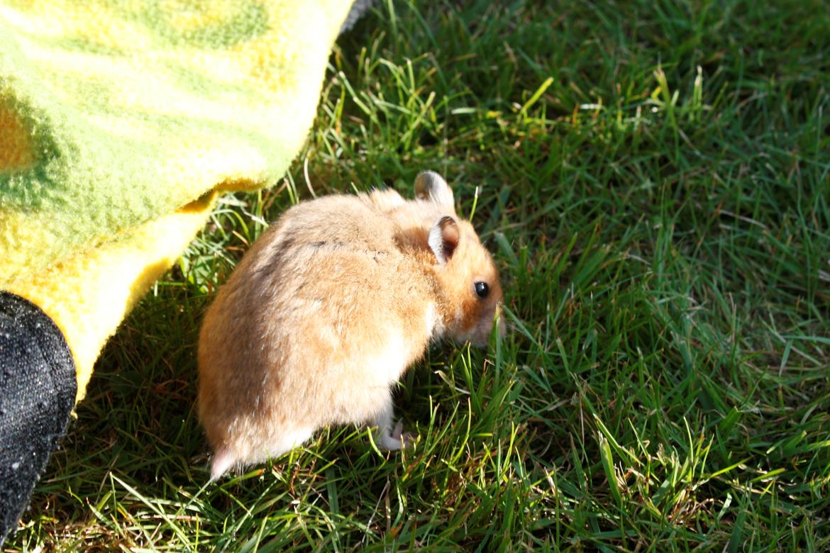 Hamster Chocolate Cookie Monster - Første gang på græs :) billede 15