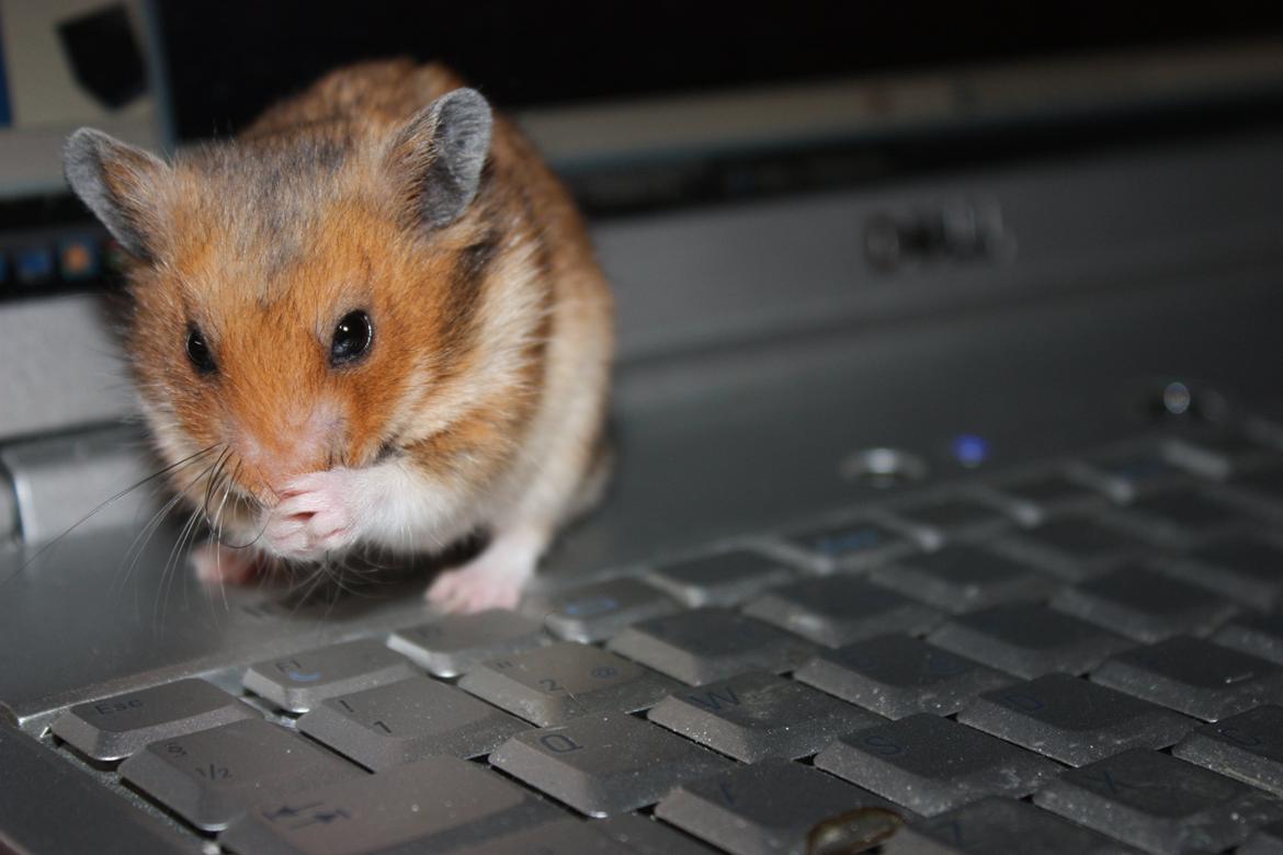 Hamster Chocolate Cookie Monster - Vaske vaske på moars computer :) billede 17