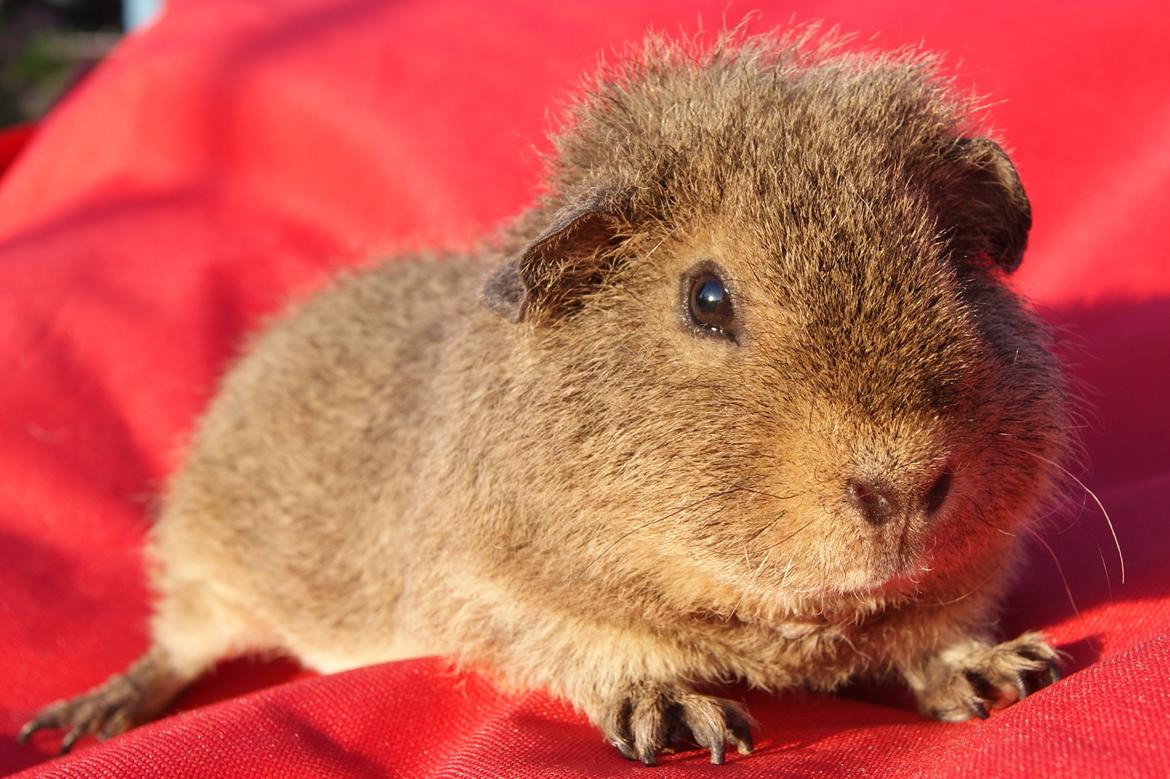 Marsvin Costalinkas LAURA - 20120917 Fotosession med hunnerne billede 2