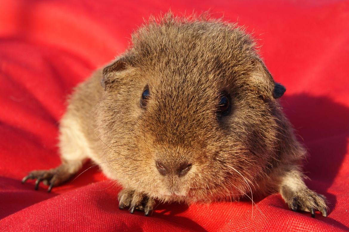 Marsvin Costalinkas LAURA - 20120917 Fotosession med hunnerne billede 3