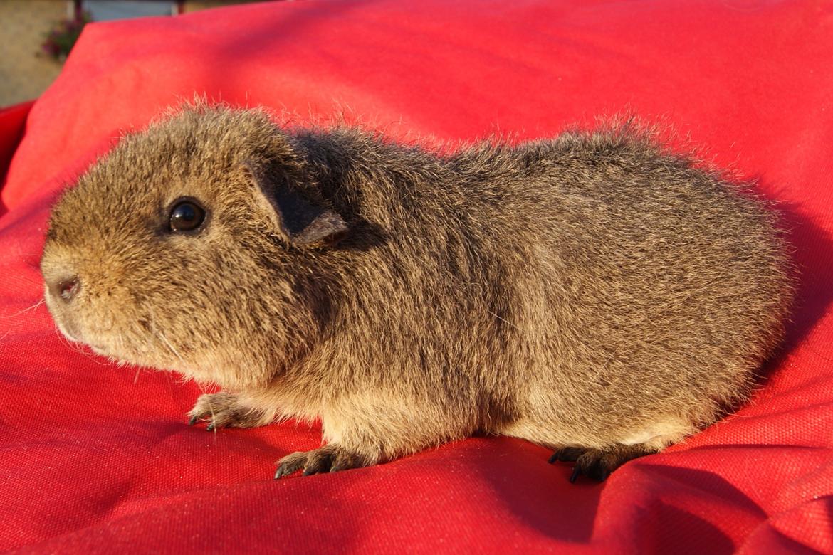 Marsvin Costalinkas LAURA - 20120917 Fotosession med hunnerne billede 4