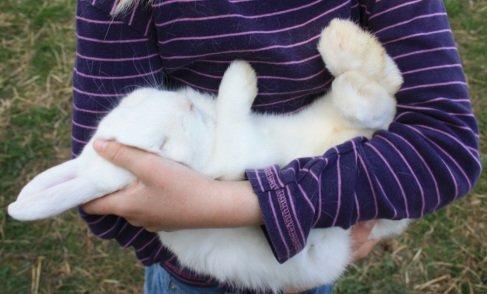 Kanin Silke - Min lille baby billede 2