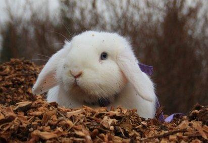 Kanin Silke billede 3