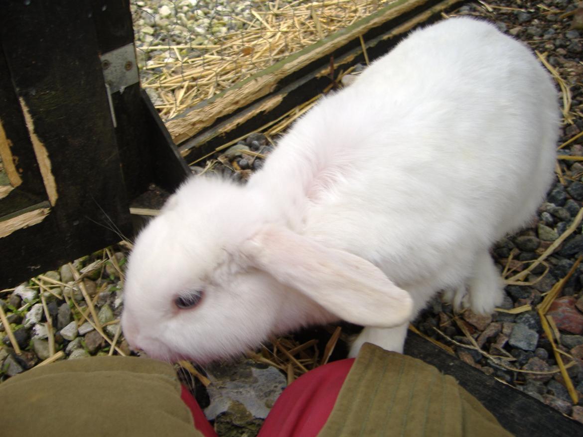 Kanin Silke billede 9