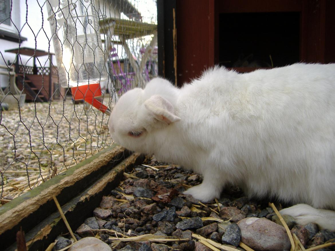 Kanin Silke billede 10