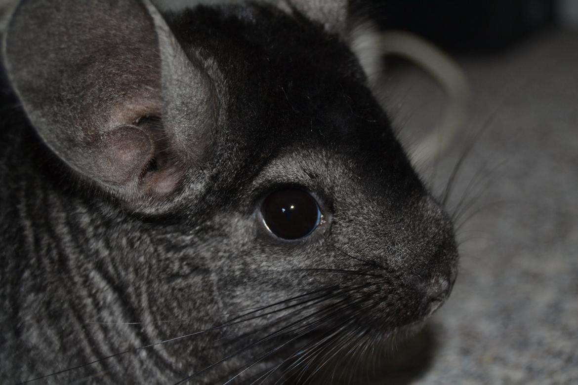 Chinchilla Tarzan billede 1
