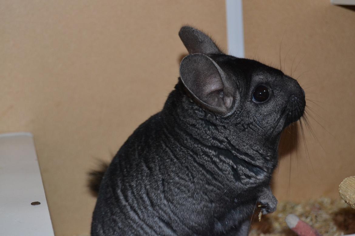 Chinchilla Tarzan billede 2