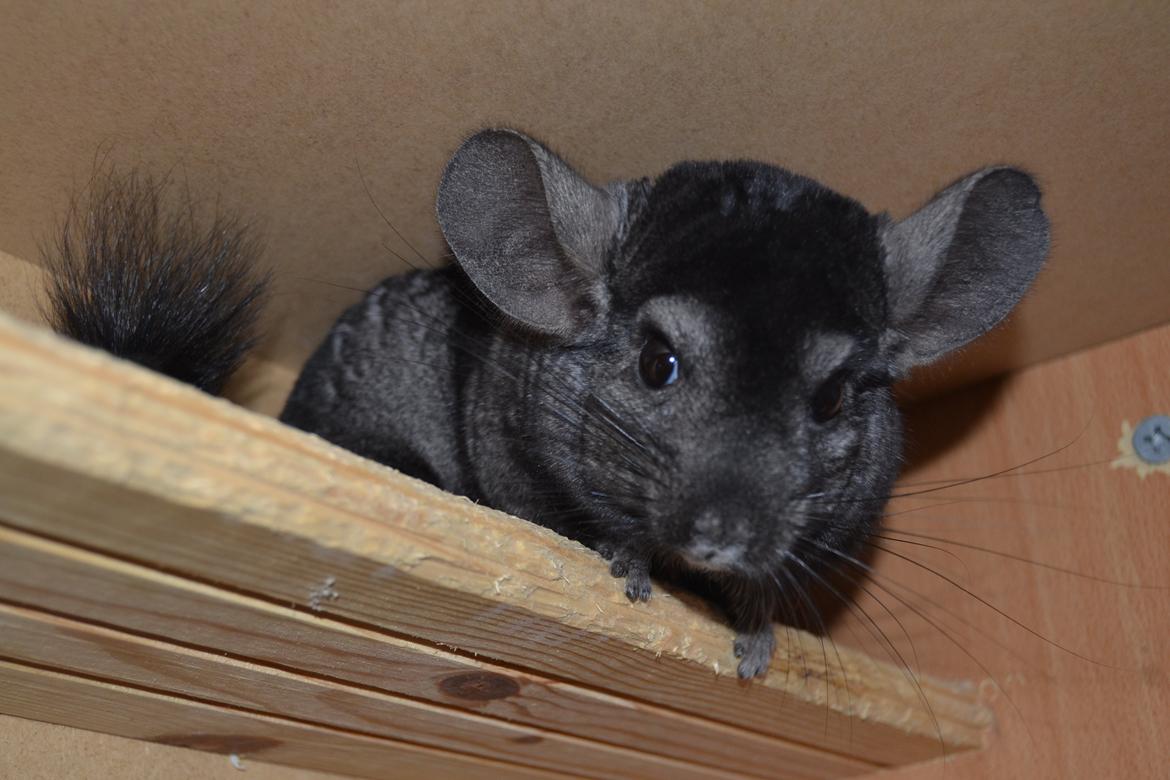 Chinchilla Tarzan billede 3