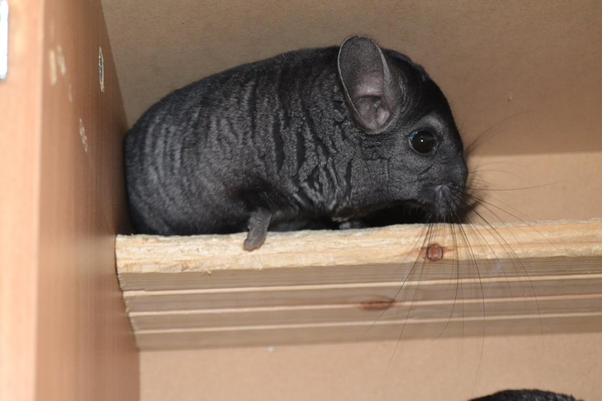 Chinchilla Tarzan billede 4