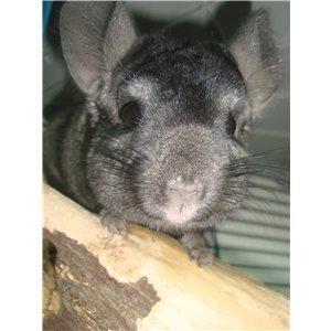 Chinchilla Tarzan billede 5