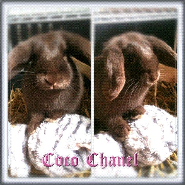 Kanin Coco (Chanel) Diva* billede 7