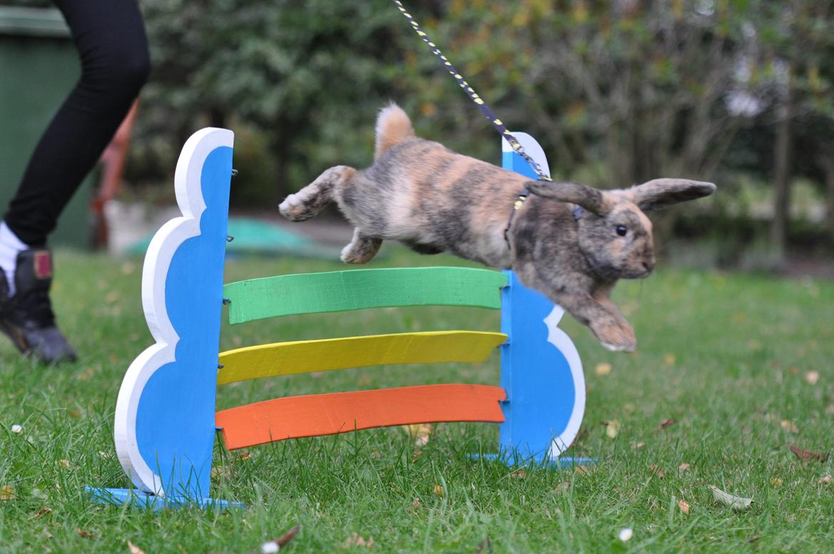 Kanin Dolls Zuera Liquria billede 12