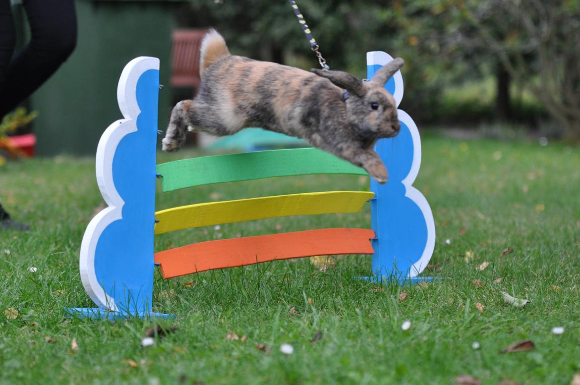 Kanin Dolls Zuera Liquria billede 8