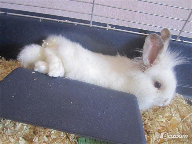 Kanin Vimse - lånt af Victoria billede 16