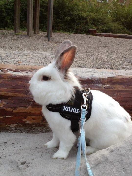 Kanin Vimse billede 17