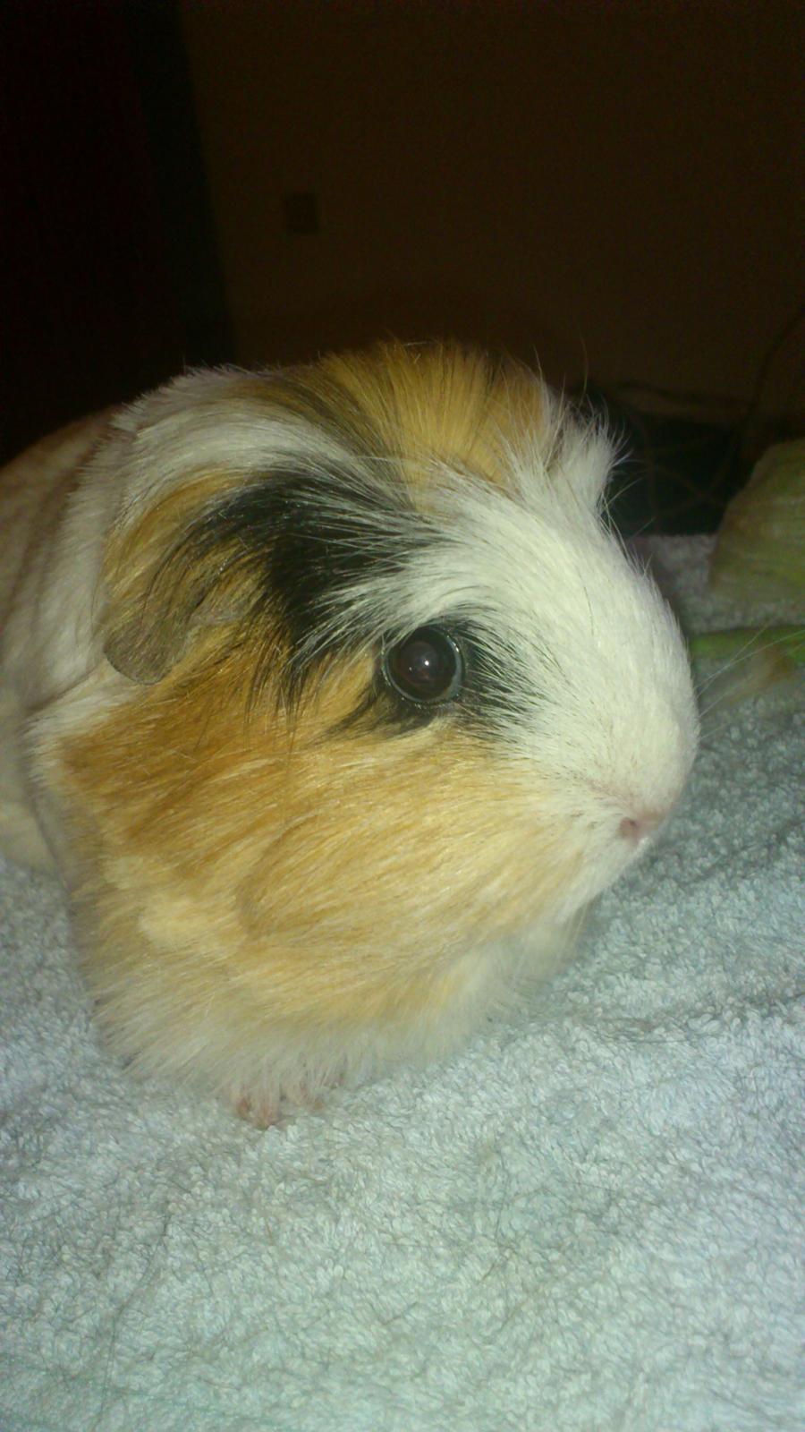 Marsvin Mussen billede 7