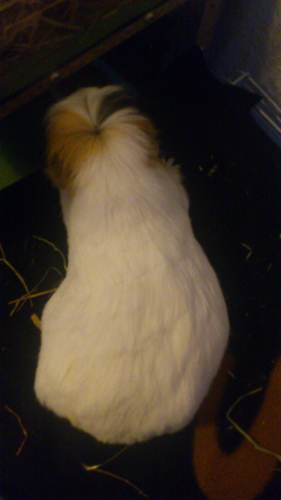 Marsvin Mussen billede 8