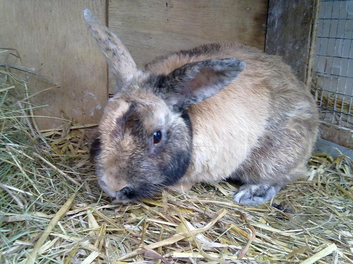 Kanin Bernard billede 1