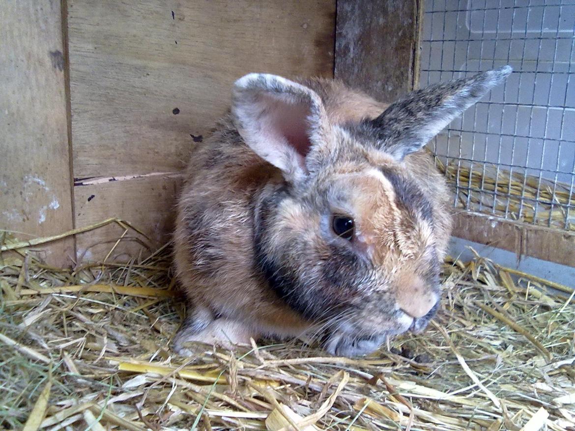 Kanin Bernard billede 2