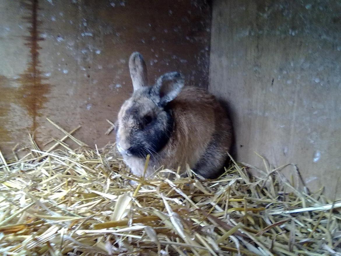 Kanin Bernard billede 4